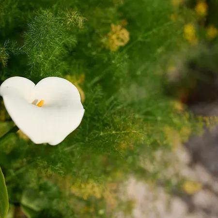 Casas Maravilha - Casa Grande By Homie Σπίτι διακοπών
